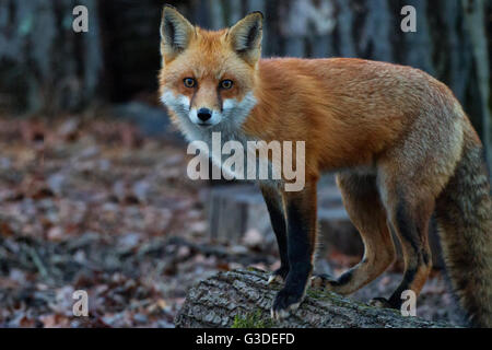 Bowie Red Fox in piedi su un log Foto Stock