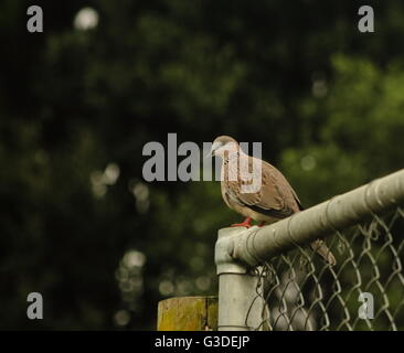 Colomba punteggiata (Streptopelia chinensis) appoggiato sulla parte superiore di una recinzione Foto Stock