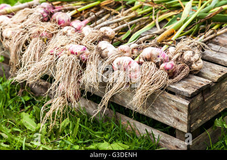 Appena scavato aglio organico essiccamento sull'erba Foto Stock