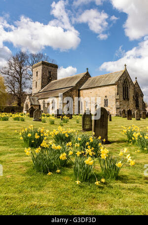 Il daffodils della molla nella parte anteriore della chiesa di tutti i santi a Hovingham village Foto Stock