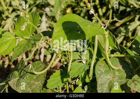 Molla, fagioli comuni, Phaseolus vulgaris piante in giardino urbano. Spagna. Foto Stock