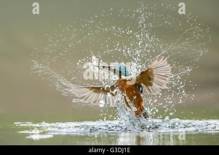 Immersioni subacquee Kingfisher Foto Stock