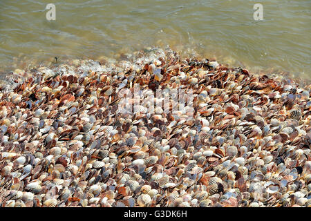 I gusci di Pecten maximus su una spiaggia in Normandia in Francia effettuate da pescatori Foto Stock