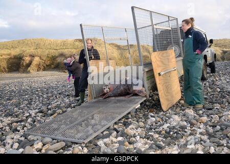 Salvato grigio cuccioli di foca (Halichoerus grypus) rilasciato da un rimorchio su una spiaggia dopo il trattamento alla guarnizione di tenuta della Cornovaglia Santuario. Foto Stock