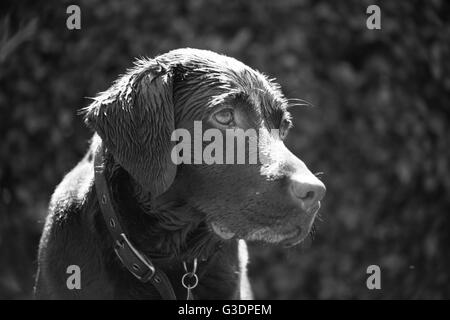 Fotografia in bianco e nero del labrador al cioccolato Foto Stock