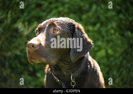 Labrador al cioccolato in giardino Foto Stock