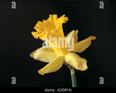 Primo piano della fioritura daffodil giallo su sfondo nero Foto Stock