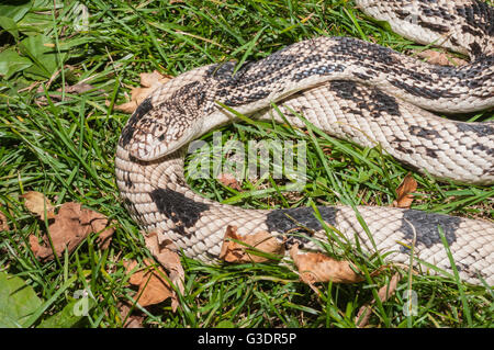 Pino settentrionale snake, Pituophis melanoleucus melanoleucus; nativo a SE USA Foto Stock
