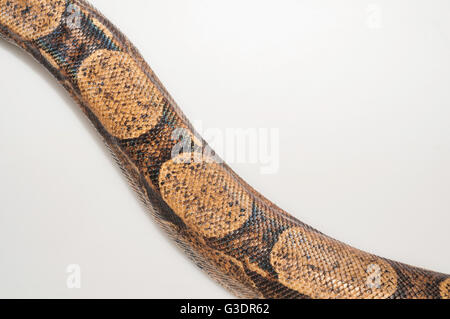 Columbian Boa constrictor, red-tail boa, Boa constrictor imperator; nativo in America Centrale e Sud America settentrionale; ritaglio Foto Stock