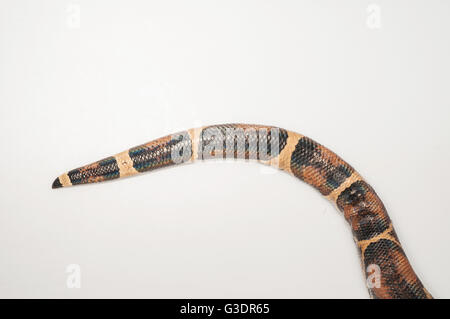 Columbian Boa constrictor, red-tail boa, Boa constrictor imperator; nativo in America Centrale e Sud America settentrionale; ritaglio Foto Stock
