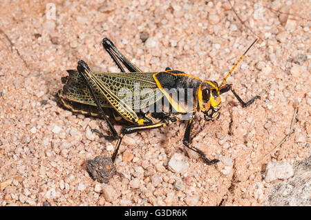 Cavallo Western gomma Grasshopper, Taeniopoda eques, Green Valley, Arizona, Stati Uniti; nativo a SW degli Stati Uniti e del Messico settentrionale Foto Stock