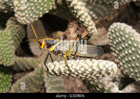 Cavallo Western gomma Grasshopper, Taeniopoda eques, Green Valley, Arizona, Stati Uniti; nativo a SW degli Stati Uniti e del Messico settentrionale Foto Stock