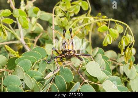 Cavallo Western gomma Grasshopper, Taeniopoda eques, Green Valley, Arizona, Stati Uniti; nativo a SW degli Stati Uniti e del Messico settentrionale Foto Stock