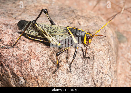 Cavallo Western gomma Grasshopper, Taeniopoda eques, Green Valley, Arizona, Stati Uniti; nativo a SW degli Stati Uniti e del Messico settentrionale Foto Stock