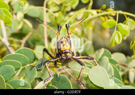 Cavallo Western gomma Grasshopper, Taeniopoda eques, Green Valley, Arizona, Stati Uniti; nativo a SW degli Stati Uniti e del Messico settentrionale Foto Stock