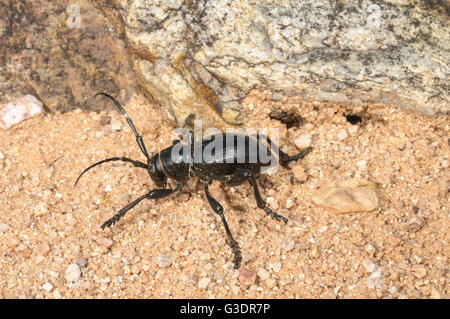 Cactus longhorn beetle, Moneilema gigas, Green Valley, Arizona, Stati Uniti d'America Foto Stock