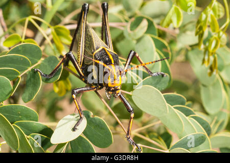 Cavallo Western gomma Grasshopper, Taeniopoda eques, Green Valley, Arizona, Stati Uniti; nativo a SW degli Stati Uniti e del Messico settentrionale Foto Stock