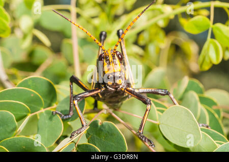 Cavallo Western gomma Grasshopper, Taeniopoda eques, Green Valley, Arizona, Stati Uniti; nativo a SW degli Stati Uniti e del Messico settentrionale Foto Stock