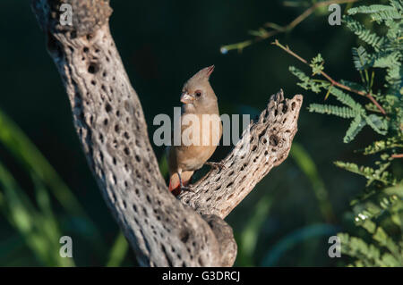 Pyrrhuloxia, deserto cardinale, Cardinalis sinuatus, femmina, Green Valley, Arizona, Stati Uniti d'America Foto Stock