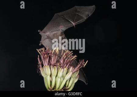 Lungo messicano-tongued bat, Choeronycteris mexicana, Green Valley, Arizona, Stati Uniti d'America Foto Stock