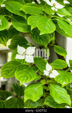 Cornus kousa Foto Stock