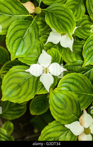 Cornus kousa Foto Stock