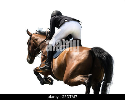 Horse Jumping, sport equestri, isolati su sfondo bianco Foto Stock