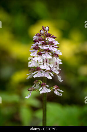 Ritratto di una dama Orchidea (Orchis purpurea) alla banca di Bonsai, Denge boschi, Kent. Foto Stock