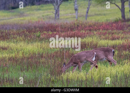 Due White Tailed Deer Feed su erba di prato Brushy Foto Stock