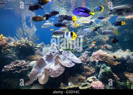 Vista del display acquatici a Waikiki Aquarium. Pesci e l'ecosistema della barriera corallina. Foto Stock
