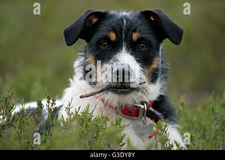 Ritratto di un Jack Russell Terrier (Canis lupus familiaris) Foto Stock