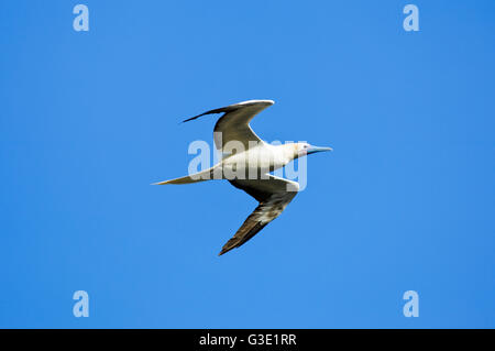 Un rosso-footed booby (Sula sula), bianco morph in volo. Isola di Natale, Australia. Foto Stock