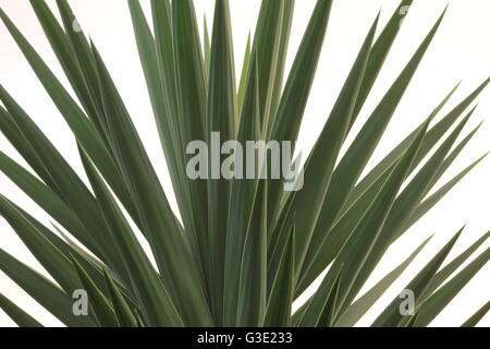 Le piante succulente in crescita in vasi e giardino Foto Stock