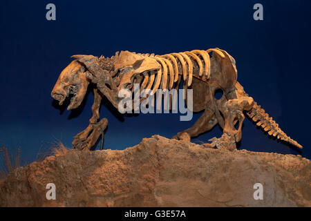 Dinosauro visualizza presso il Royal Tyrell Museo di Paleontologia; Drumheller, Alberta, Canada Foto Stock