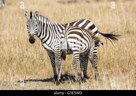 La Burchell zebra, Equus quagga burchellii, Madre guardando la fotocamera e il puledro di infermieristica, il Masai Mara riserva nazionale, Kenya, Africa Foto Stock