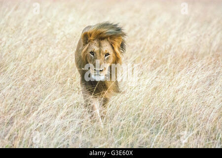 Adulti maschi selvatici Lion Panthera leo, camminando attraverso erba lunga, il vento che soffia mane, guardando la telecamera, il Masai Mara riserva nazionale, Kenya, Africa Foto Stock