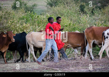 Masai uomo controlla il suo telefono cellulare mentre l'allevamento del bestiame in un villaggio vicino al Masai Mara, Kenya, Africa orientale Foto Stock