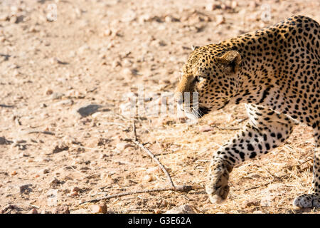 Close-up vista laterale solitaria di adulto, wild africana di Leopard, Panthera pardus, profilo stalking, caccia, Samburu, Kenya, Africa Foto Stock