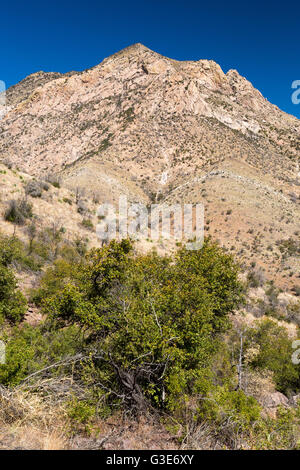 Le montagne più piccole del Huachuca Mountain Range svettante su alberi di quercia lungo la cresta Yaqui Trail. Coronado National Memorial Foto Stock