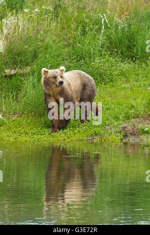 Orso bruno (arctos Ursus) a piedi sulla banca vegetata di fiume Brooks mentre pesca per salmone Sockeye, Parco Nazionale di Katmai e riserva, Southwest ... Foto Stock