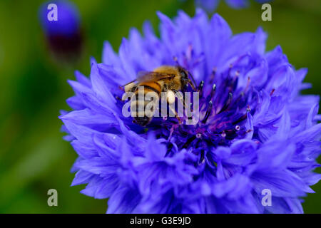 Bella Blu Fiordaliso (Centaurea cyanus) con busy bee raccogliendo il polline contro al di fuori della messa a fuoco lo sfondo. Foto Stock