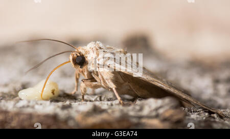 Noctuid moth alimentazione. Close up della proboscide e palpi del pignone pallido (Lithophane socia) assunzione di zucchero da banana Foto Stock