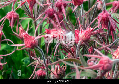 Prairie fumo fiore, Geum triflorum Foto Stock