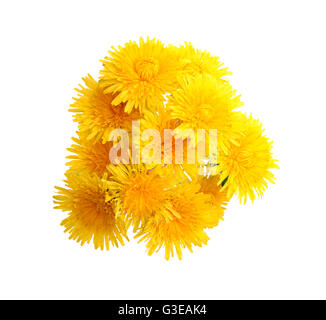 Mazzetto di giallo dei fiori di tarassaco isolato su sfondo bianco con tracciato di ritaglio Foto Stock