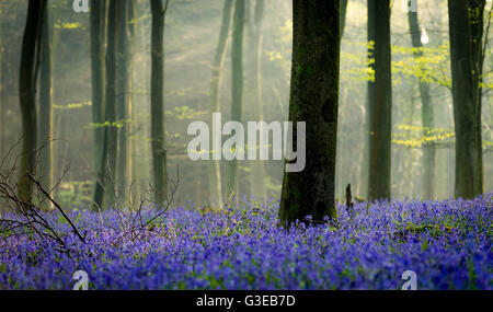 Bluebells inglese in una nebbiosa Kent bosco. Foto Stock