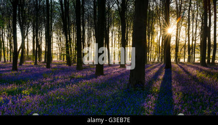 Sunrise getta ombre lunghe su bluebells in un bosco inglese. Foto Stock