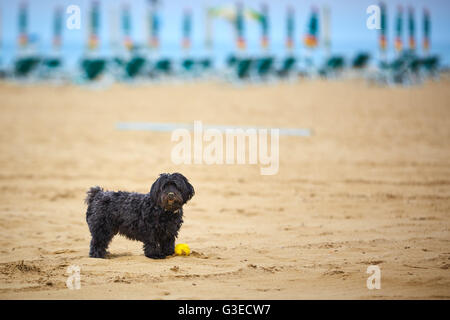 Nero cane havanese giocando sulla sabbia di una spiaggia con una sfera di colore giallo Foto Stock