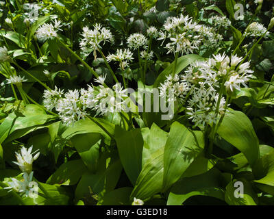 Aglio selvatico fiore A. ursinum Foto Stock