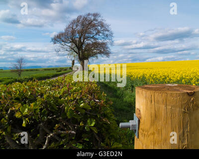 Campo di colza e recinzione di legno post Foto Stock