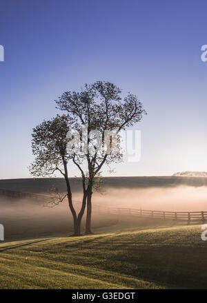 Unico albero nella nebbia del Kentucky come il sole sorge sulle colline per il giorno Foto Stock